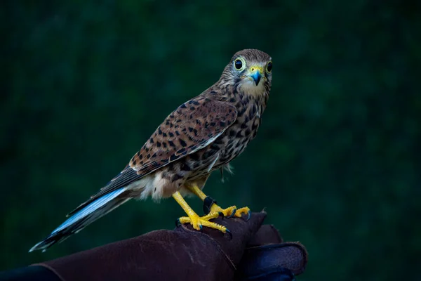 Seekor Verbrannte Falcon Yang Terlatih — Stockfoto