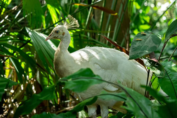 Burung Merak Putih Diantara Dedaunan —  Fotos de Stock