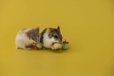 Meyve yiyen sevimli bir hamster.