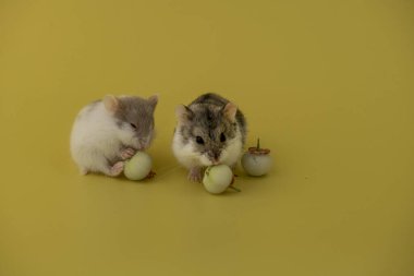 Meyve yiyen sevimli bir hamster.