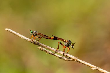 Soyguncu bir dala tünedi