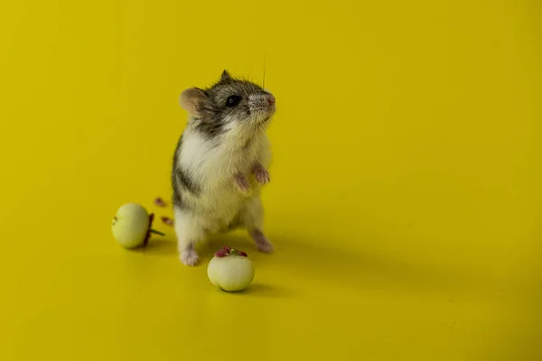 Söt Hamster Äter Frukt — Stockfoto