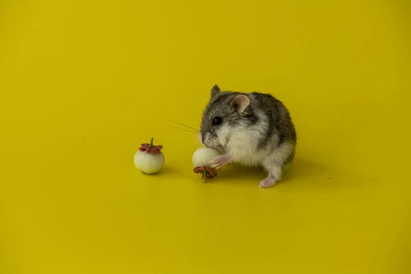 Ein Niedlicher Hamster Frisst Früchte — Stockfoto