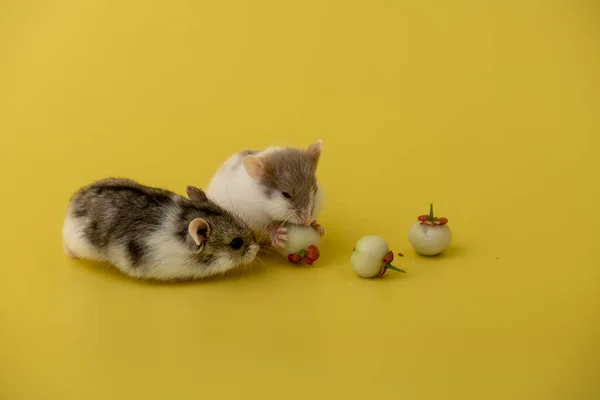 Een Schattige Hamster Etend Vruchten — Stockfoto