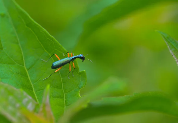 Yeşil Izinde Olan Neocollyris Beetle — Stok fotoğraf