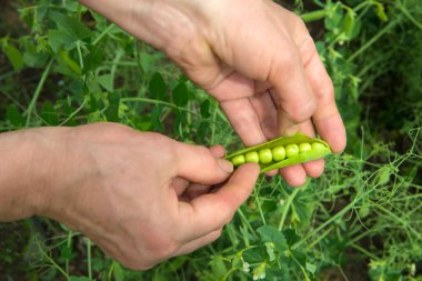 Ellerinde açık bir bezelye kabuğu