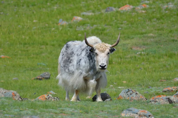 Yak vaca de montaña — Foto de Stock