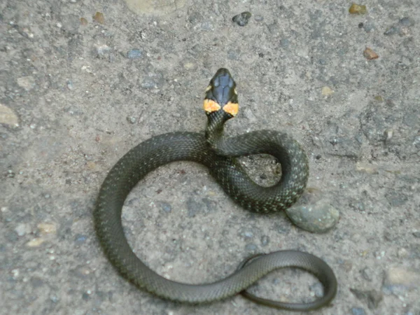 Le serpent — Photo