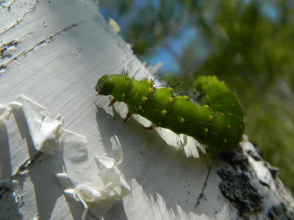 Chenille verte — Photo