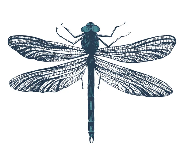 Hand dras dragonfly — Stock vektor