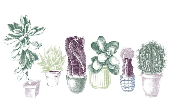 Set van cactussen en vetplanten — Stockvector