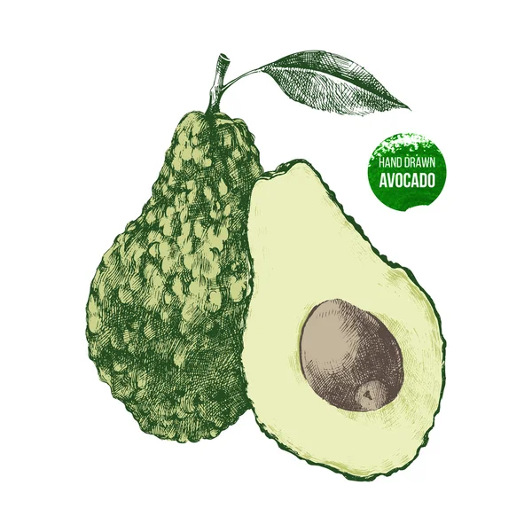 Handgezogene Avocado — Stockvektor