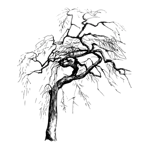 Silueta de árbol dibujada a mano — Vector de stock