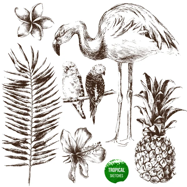 Ensemble de plantes et d'oiseaux tropicaux dessinés à la main — Image vectorielle