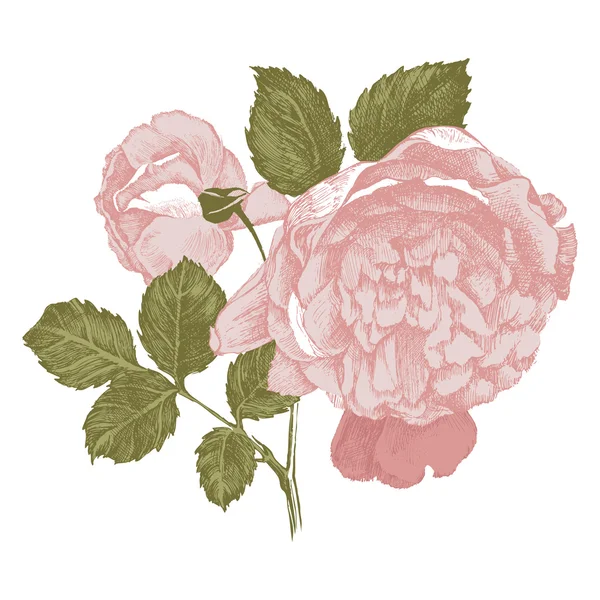 Roses dessinées à la main très détaillées — Image vectorielle