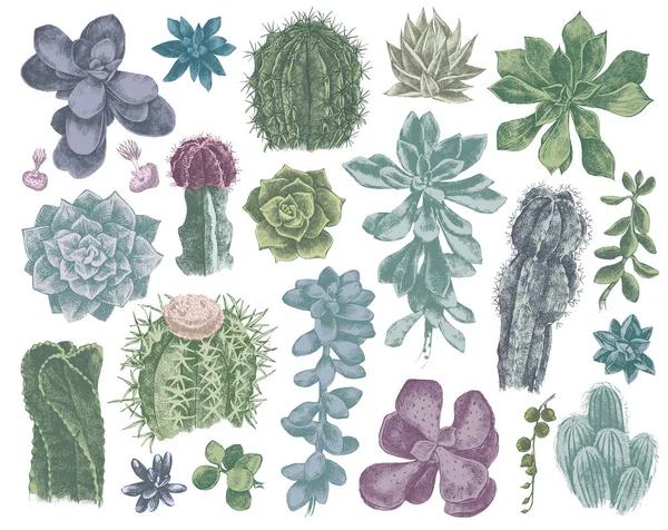 Collection de cactus et succulents dessinés à la main — Image vectorielle