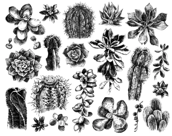 Ručně kreslená sada kaktusů a sukulentů — Stockový vektor