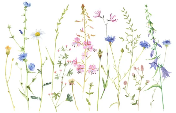 Hand painted watercolor meadow herbs and flowers — Stock Photo, Image