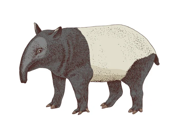 Malayan Mammalストックベクター ロイヤリティフリーmalayan Mammalイラスト Depositphotos Malayan Mammalストックベクター ロイヤリティフリーmalayan Mammalイラスト Depositphotos
