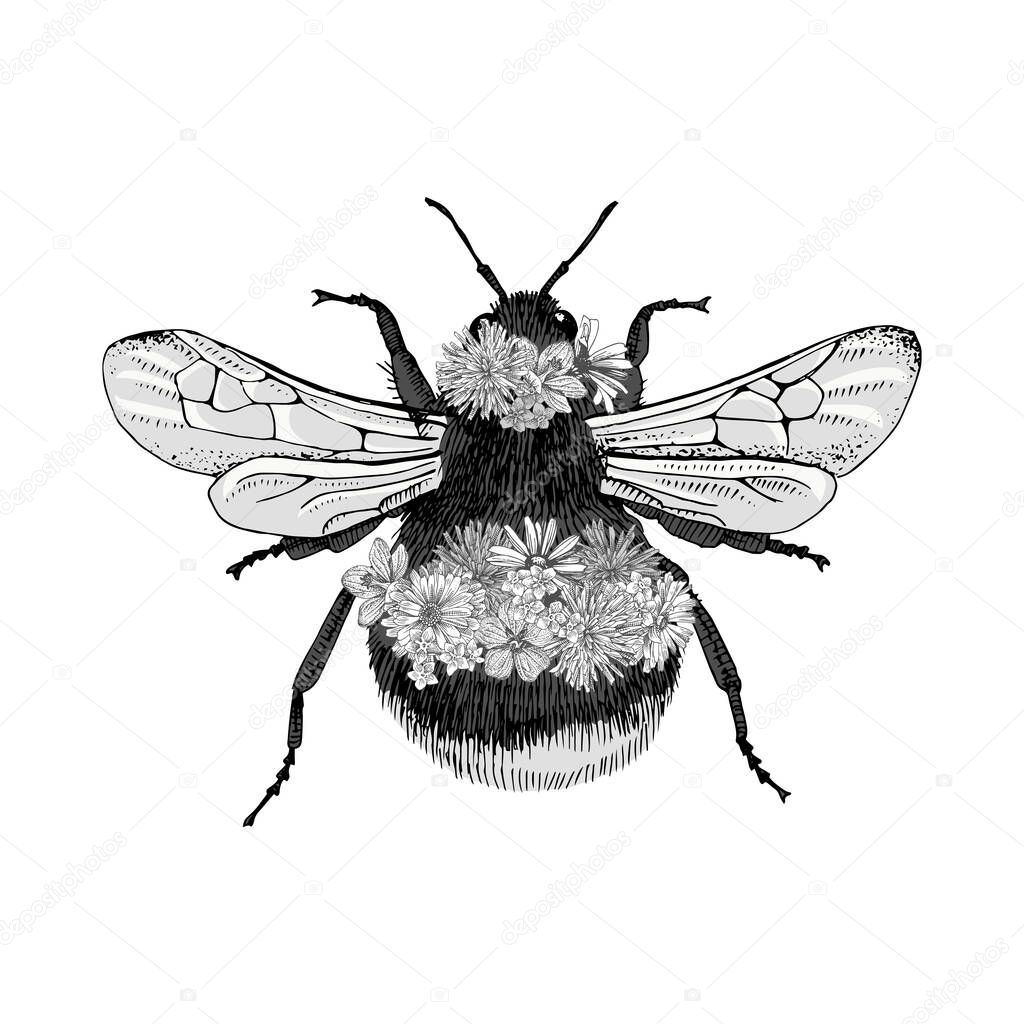 Hand drawn bumblebee isolated on white background
