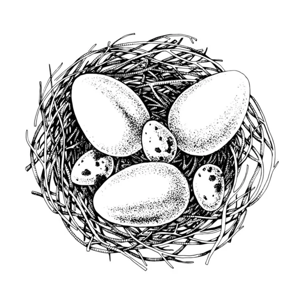 Huevos y nidos extraídos a mano. Elemento Pascua — Vector de stock