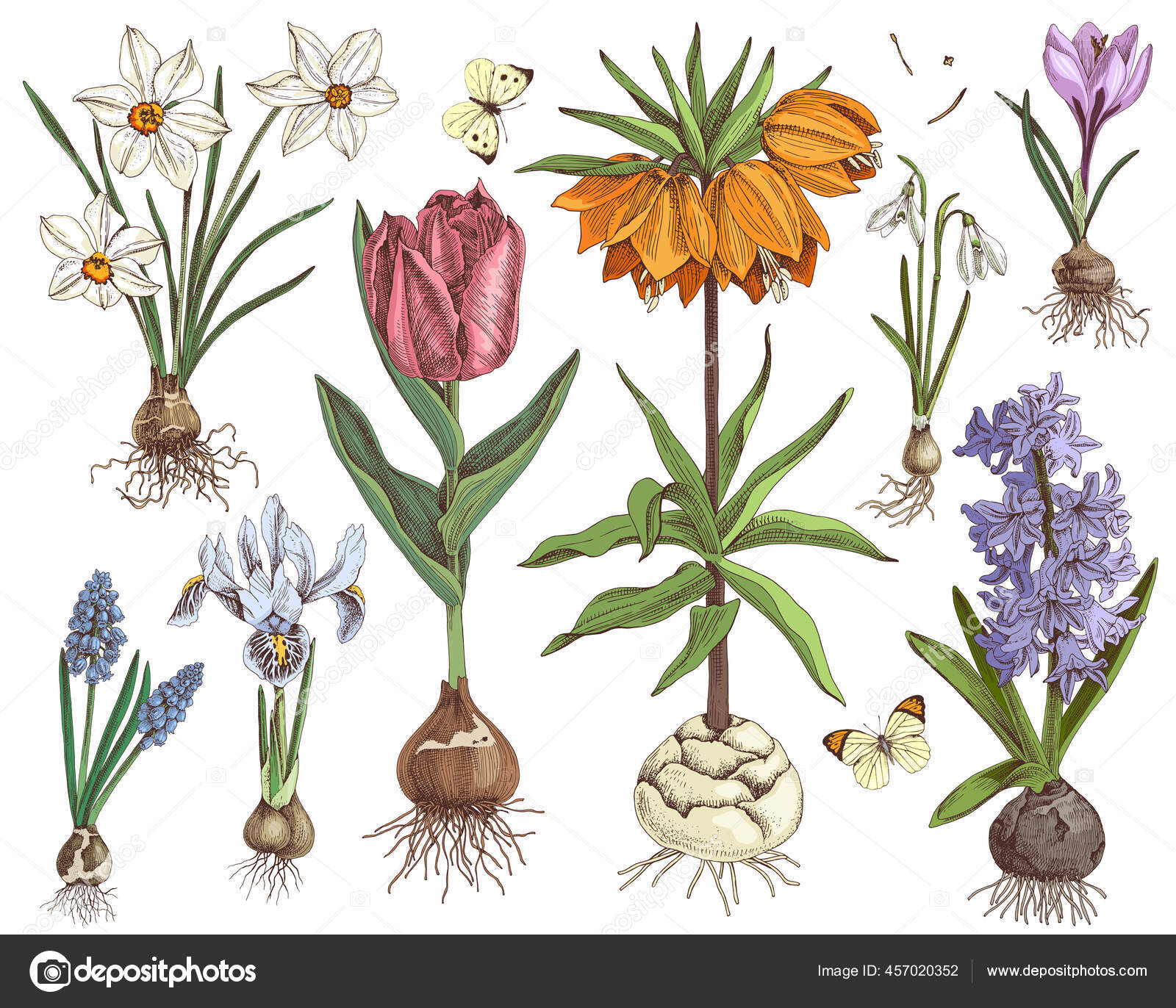 Flores bulbosas primavera dibujadas a mano vector, gráfico vectorial ©  mart_m imagen #457020352