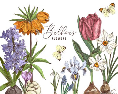 Klasik tarzda elle çizilmiş soğan çiçekleri