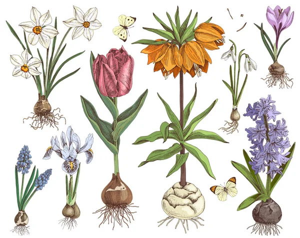 Hand drawn spring bulbous flowers — Stock Vector