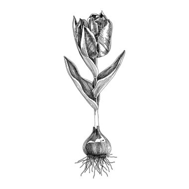 El çizimi bahar lale çiçeği.