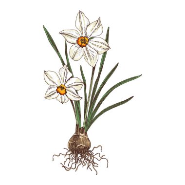 El çizimi bahar nergis çiçeği.