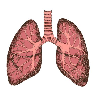 El yapımı insan ciğerleri. İzole edilmiş
