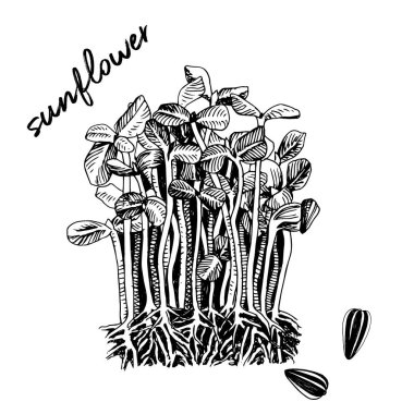 El yapımı ayçiçeği mikro yeşillikleri. Sağlıklı yemek.