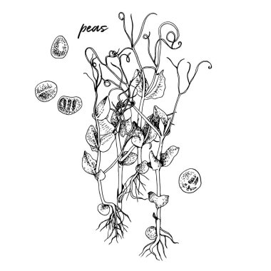 El yapımı bezelye mikroçerezleri. Sağlıklı yemek.