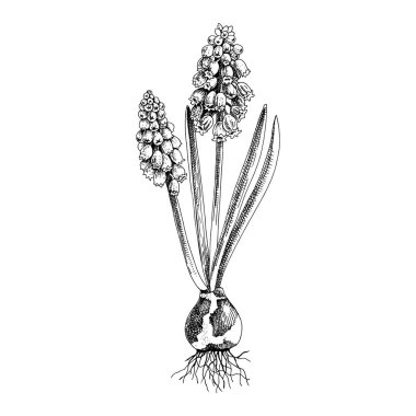 El çizimi bahar mavisi muscari çiçeği.