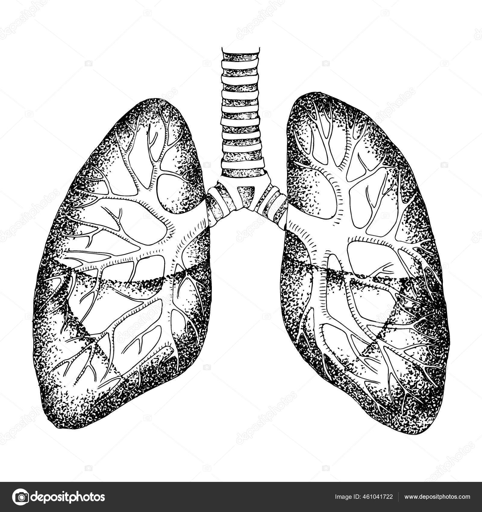 Human Lungs vintage engraving Stock Vector by ©Morphart 9090885