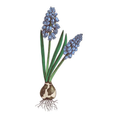 El çizimi bahar mavisi muscari çiçeği.