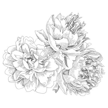 Bir buket soyutlanmış şakayık. Vektör illüstrasyonu