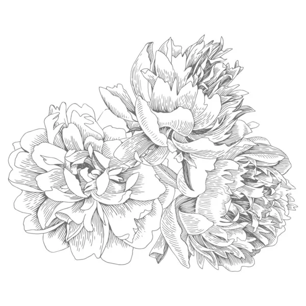 隔離された牡丹の花束。ベクターイラスト — ストックベクタ
