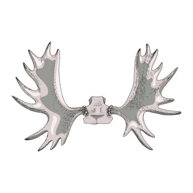 Geyik veya geyik boynuzlarının zarif çizimi izole edilmiş..