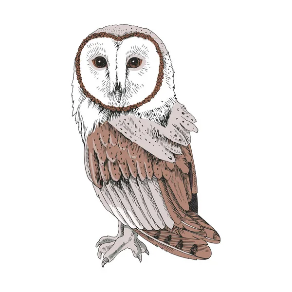 Sketchig illustration av en Screech Owl — Stock vektor