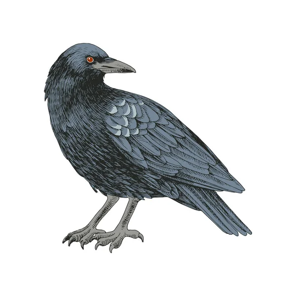 Grafická černá vrána izolované na bílém pozadí. — Stockový vektor