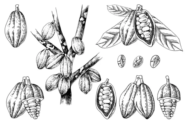 Conjunto de granos de cacao extraídos a mano — Archivo Imágenes Vectoriales