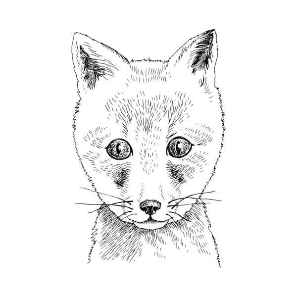 Portrait dessiné à la main de bébé Fox drôle — Image vectorielle