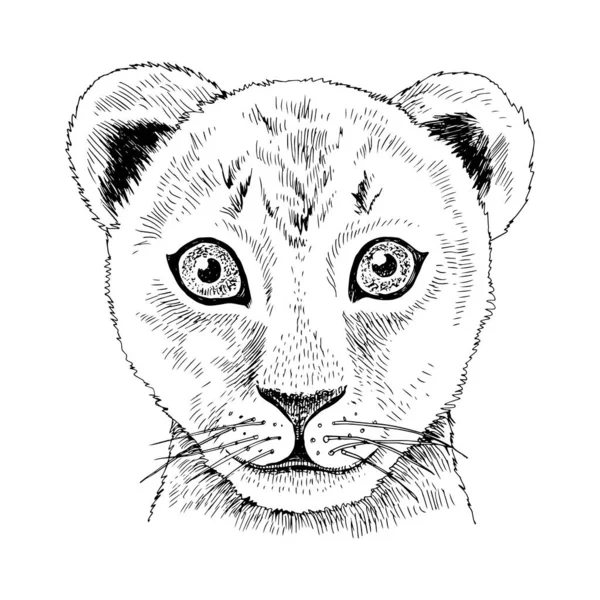 Retrato desenhado à mão de bebê engraçado Leão —  Vetores de Stock