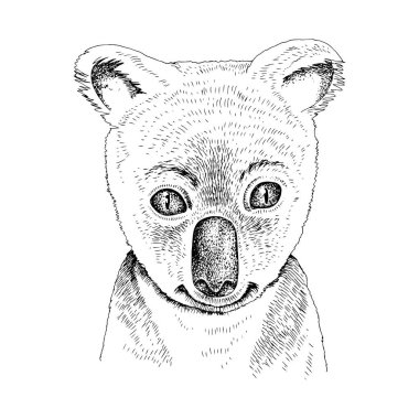 Komik Koala bebeğinin el çizimi portresi