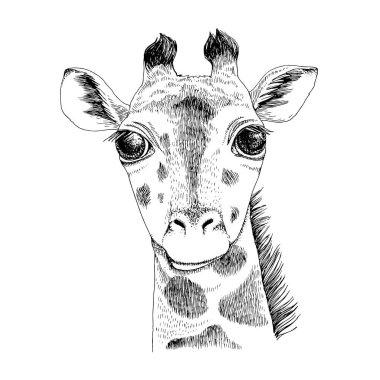 Komik zürafa bebeğin el çizimi portresi.