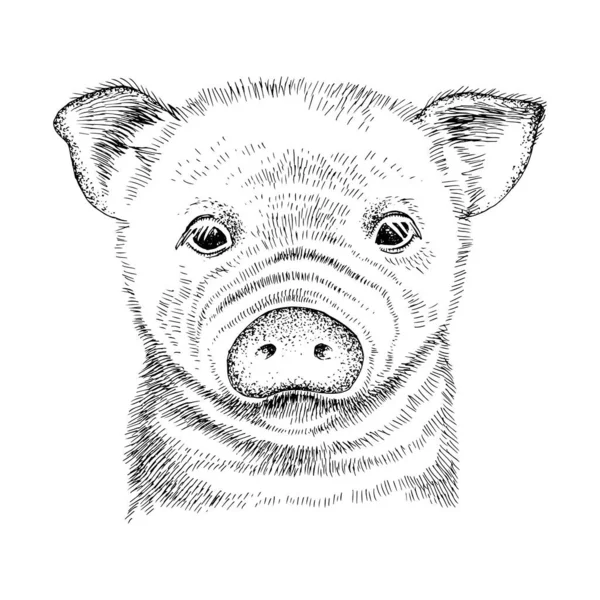 Portrait dessiné à la main de bébé cochon drôle — Image vectorielle