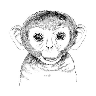 Komik maymun bebeğin el çizimi portresi