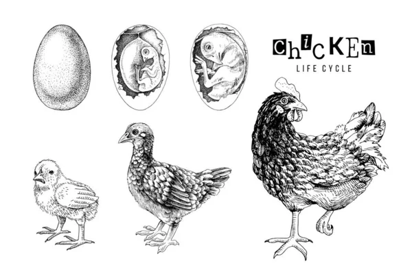 โมโนโครม วงจรชีวิตของไก่ — ภาพเวกเตอร์สต็อก