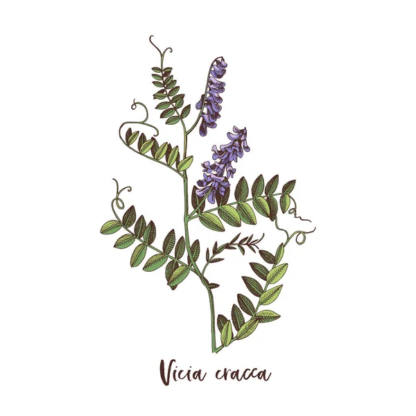 Vicia cracca的分支。药草 — 图库矢量图片